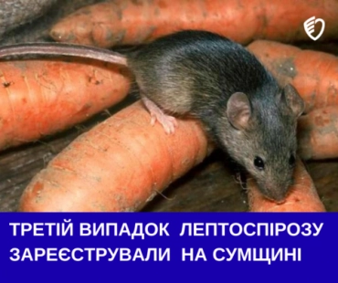 На Сумщині зафіксовано черговий випадок лептоспірозу
