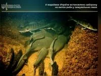 На Сумщині з 1 листопада заборонили риболовлю в зимувальних ямах