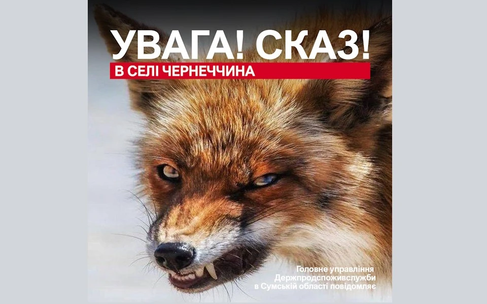 Карантин через хижака: на Охтирщині у приватний двір забігла скажена лисиця