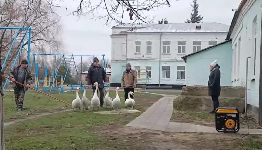 Замерзле озеро в Охтирці: люди борються за життя останнього лебедя