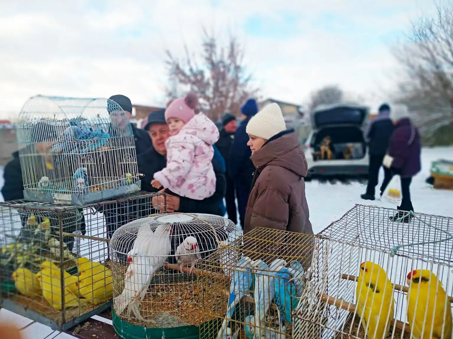 Сніг і пір’я: Охтирка зібрала шанувальників птахів із трьох областей