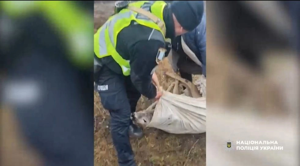 Поліцейські та громада врятували косулю з металевої пастки на Сумщині